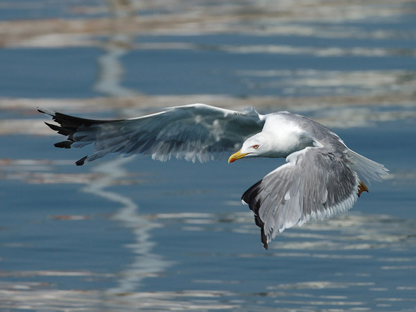 Etelänharmaalokki, Yellow-legged Gull, Larus michahellis